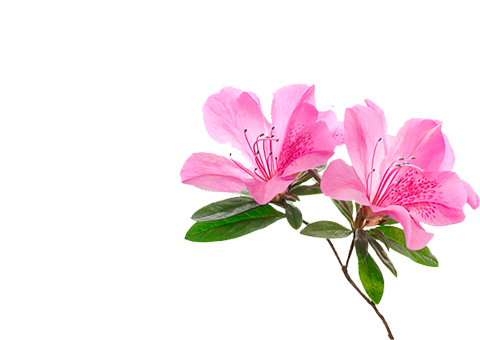 promo-banner-image